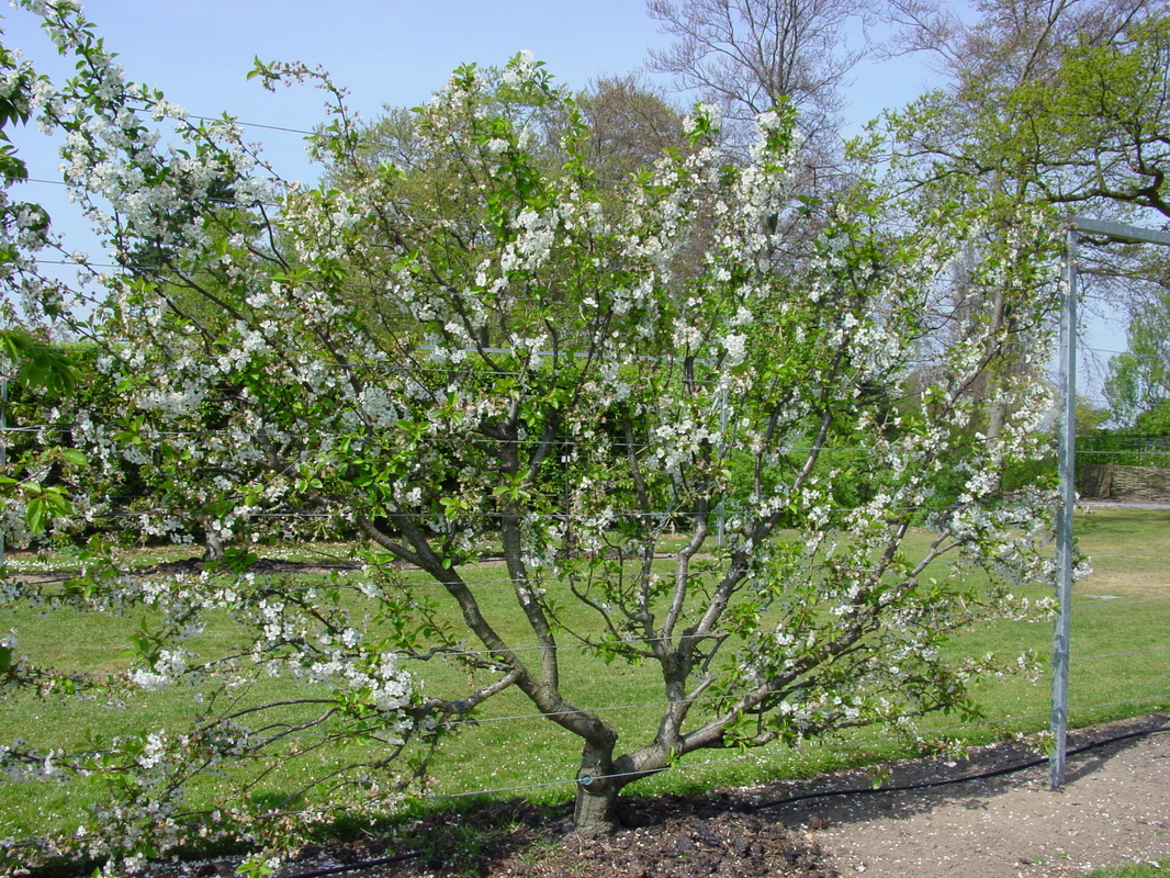 urban orchard design - espaliered fruit trees