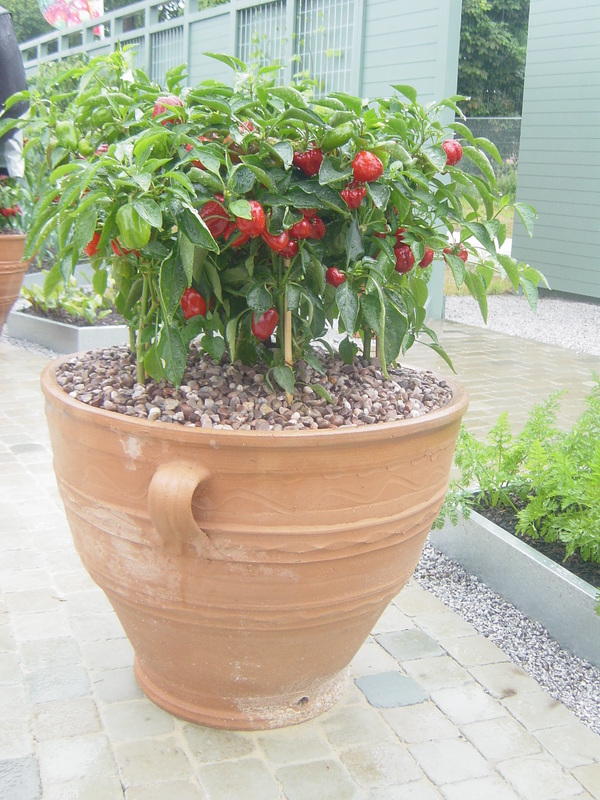 container gardening | grow your own